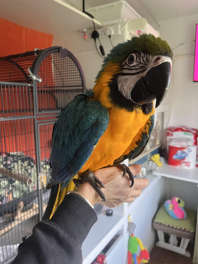 Baby blue gold macaw