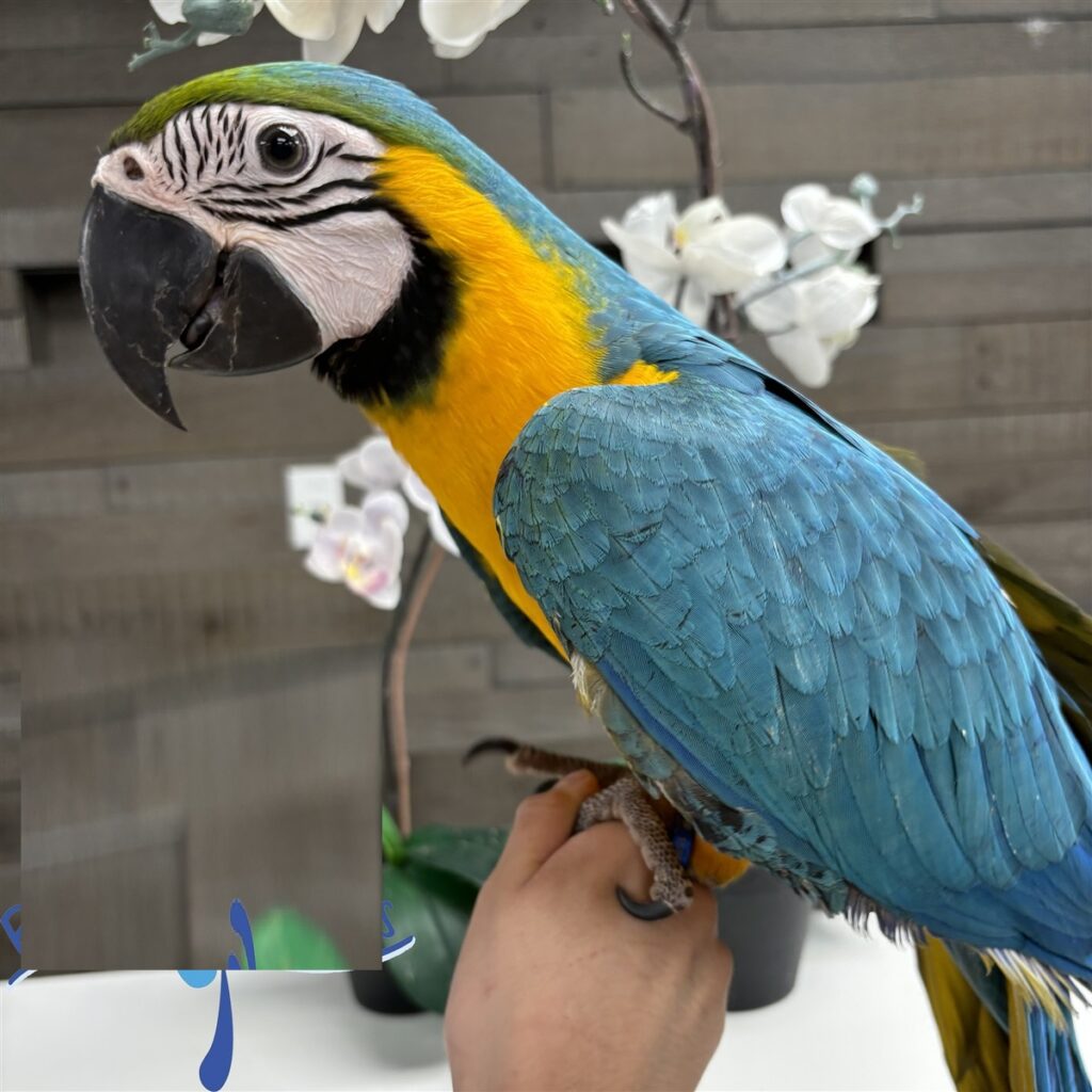 Talking Macaw parrots for sale