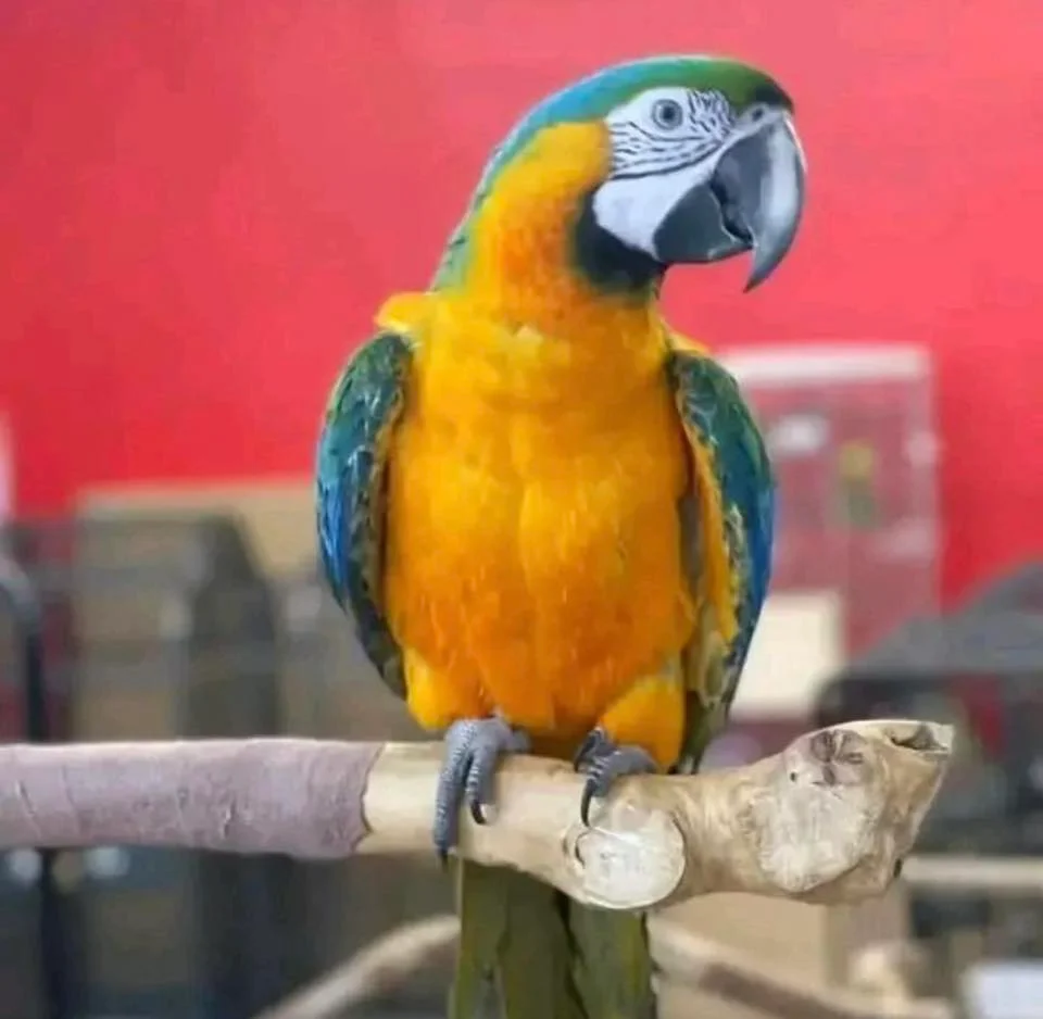 Available bluegold Macaw parrots