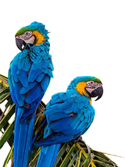 Talking Macaw parrots for sale