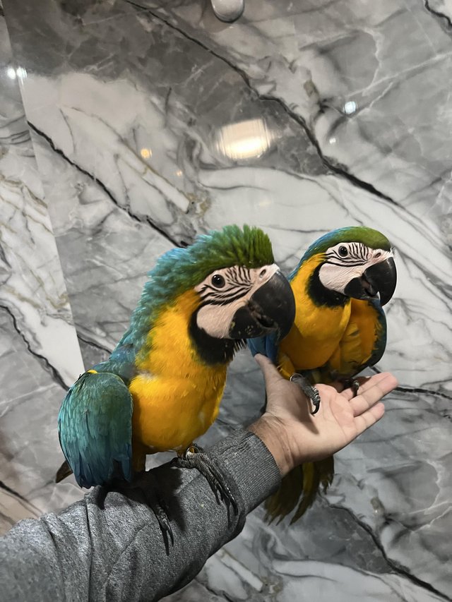 blue and gold macaw tail feathers